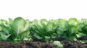 高清蔬菜青菜10