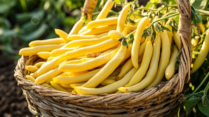 高清大图下载【趣麦麦图】豆类农产品