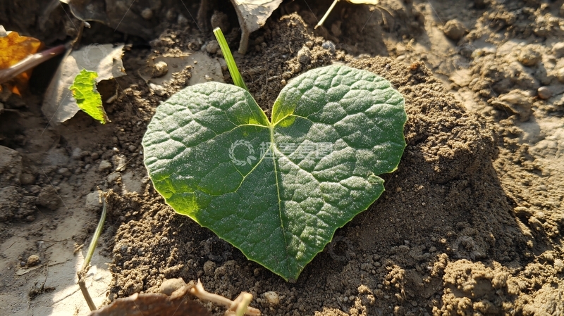 高清大图下载【趣麦麦图】爱心芋头叶特写