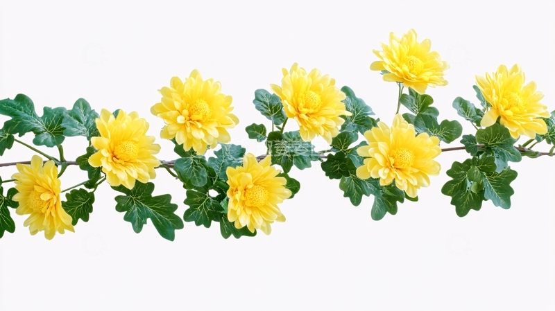 高清大图下载【趣麦麦图】菊花免抠素材