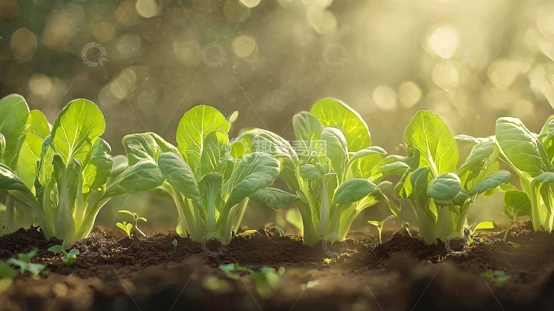 高清大图下载【趣麦麦图】绿色蔬菜生长