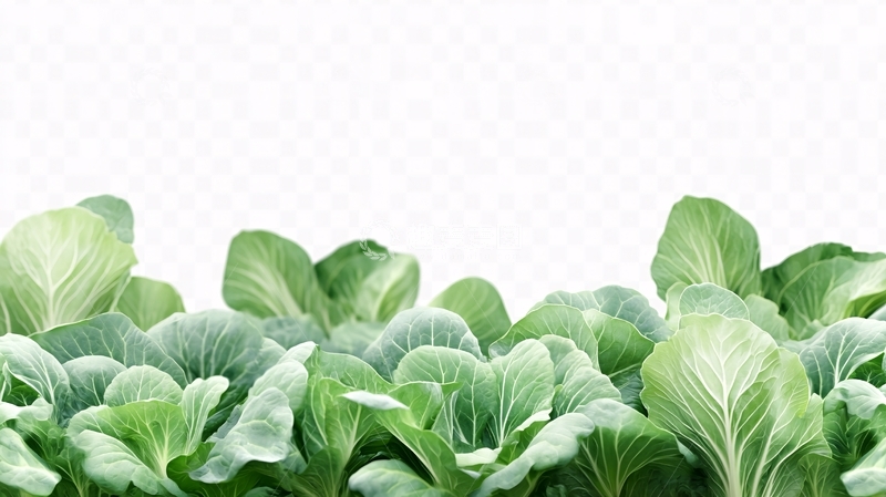 高清大图下载【趣麦麦图】高清蔬菜青菜12
