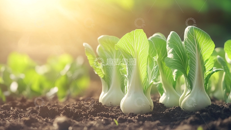 高清大图下载【趣麦麦图】蔬菜种植绿色背景