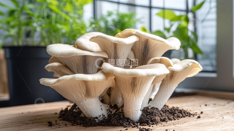 高清大图下载【趣麦麦图】高清蟹味菇6