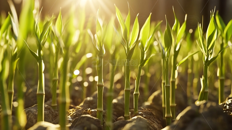 高清大图下载【趣麦麦图】阳光禾苗2