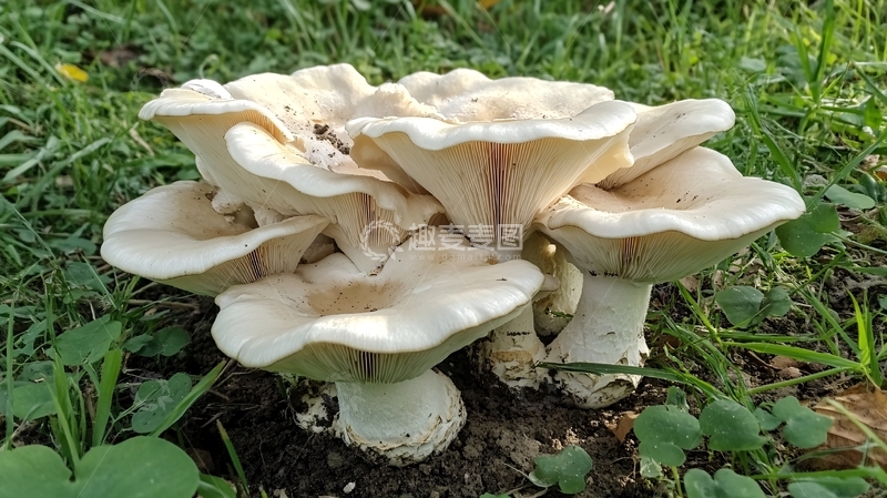 高清大图下载【趣麦麦图】平菇生长过程