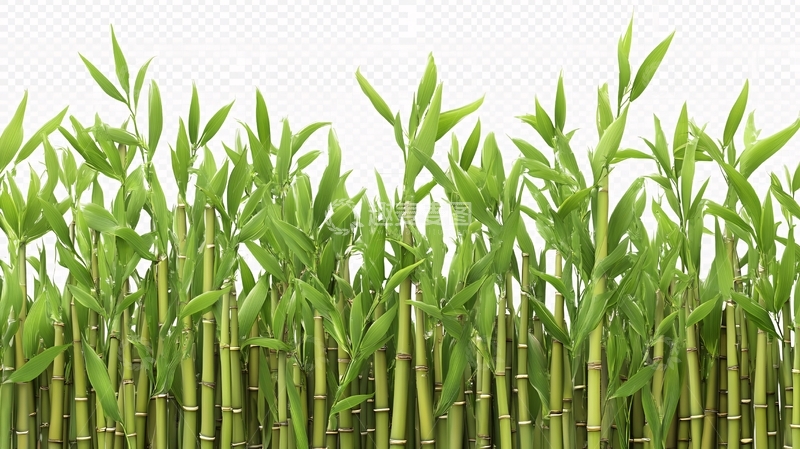 高清大图下载【趣麦麦图】手绘竹林工笔竹林竹叶
