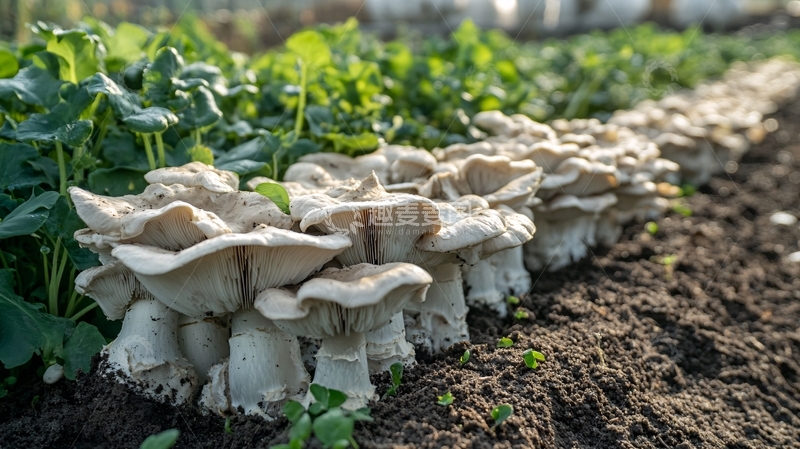 高清大图下载【趣麦麦图】生长中的平菇