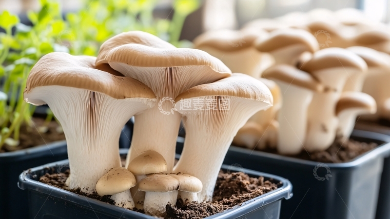 高清大图下载【趣麦麦图】家庭种植的平菇1