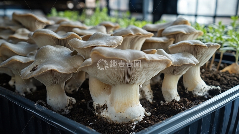 高清大图下载【趣麦麦图】生长中的平菇1