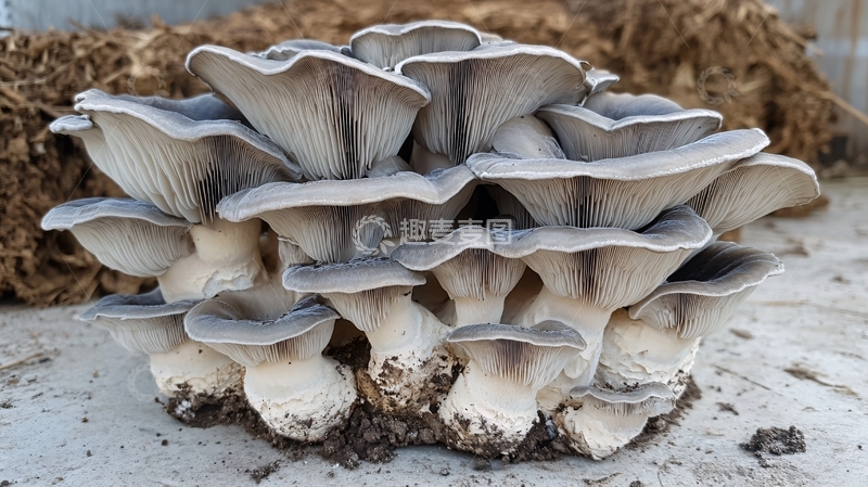 高清大图下载【趣麦麦图】家庭种植的平菇4