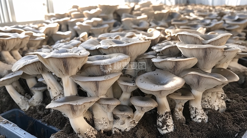 高清大图下载【趣麦麦图】菌类基地