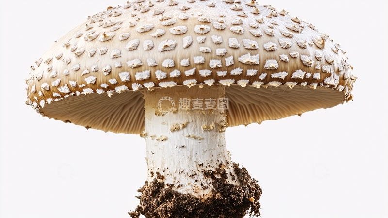 高清大图下载【趣麦麦图】高清蘑菇