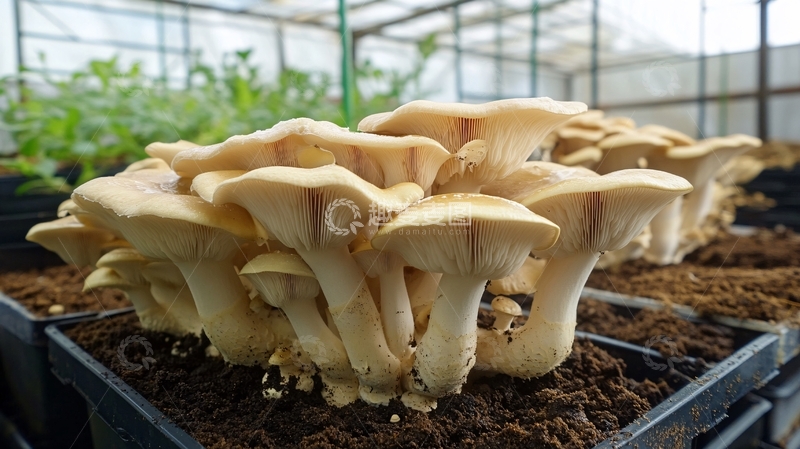 高清大图下载【趣麦麦图】生长中的平菇2