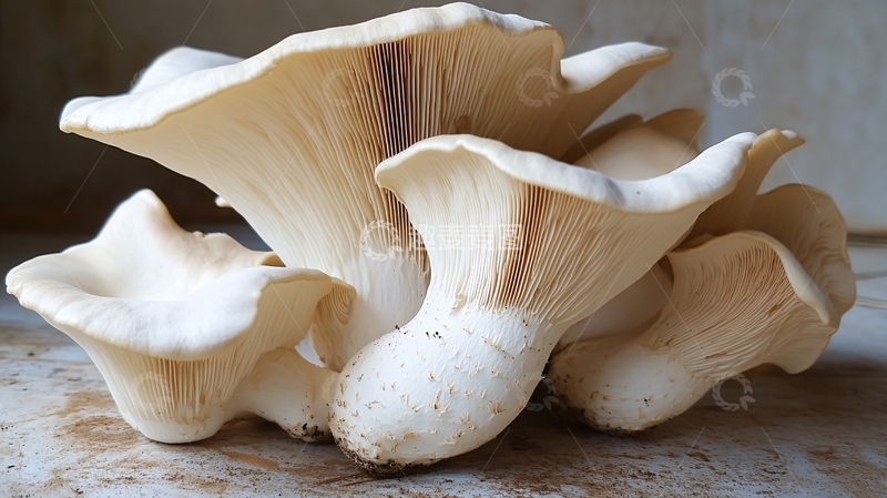 高清大图下载【趣麦麦图】菌类模型2