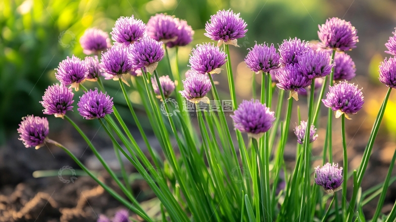 高清大图下载【趣麦麦图】葱属植物花