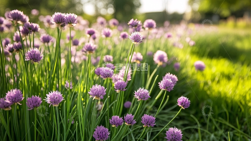 高清大图下载【趣麦麦图】高清韭菜花5