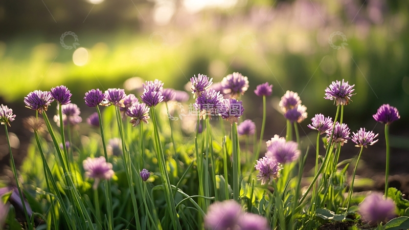 高清大图下载【趣麦麦图】紫色唯美花丛1