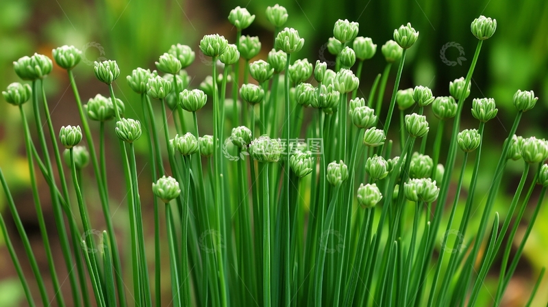 高清大图下载【趣麦麦图】植物葱的花