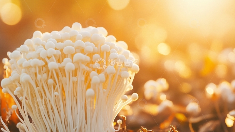 高清大图下载【趣麦麦图】高清蟹味菇11