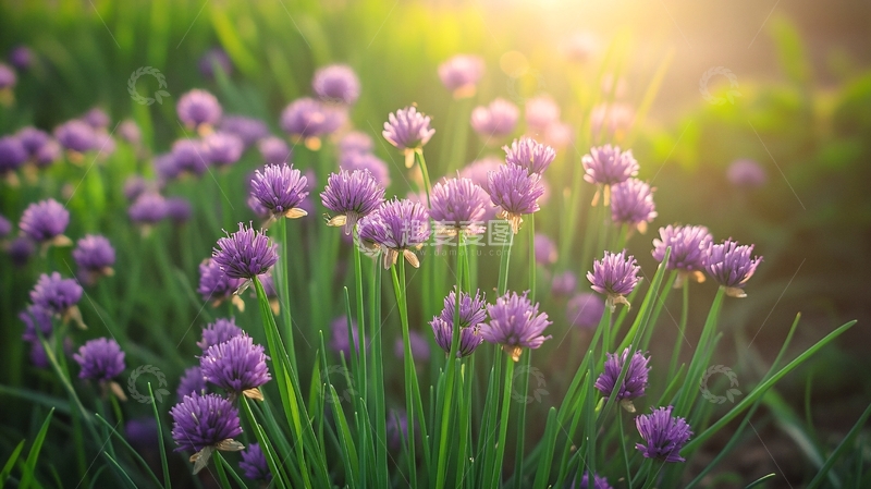 高清大图下载【趣麦麦图】开花的大葱1