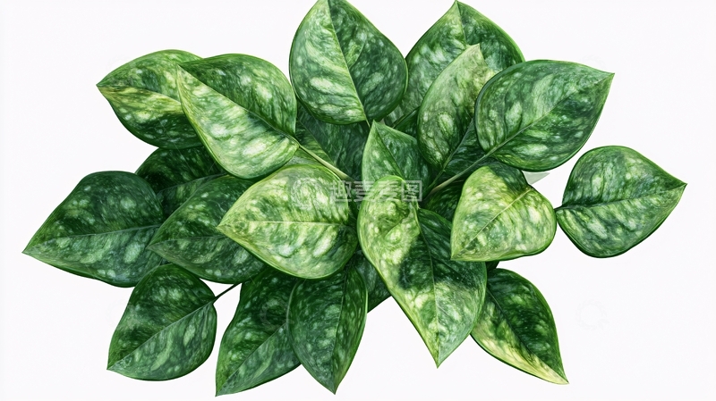 高清大图下载【趣麦麦图】斑点万年青