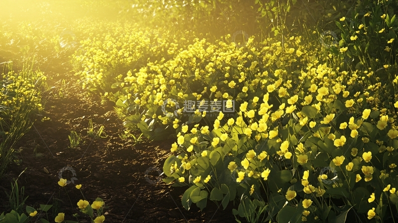 高清大图下载【趣麦麦图】阳光照在毛茛花上1