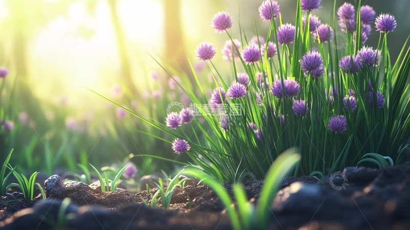 高清大图下载【趣麦麦图】葱花高清2