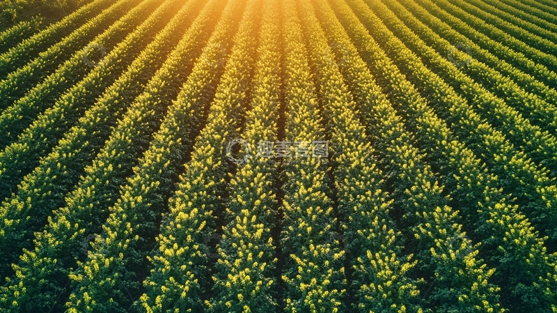 高清大图下载【趣麦麦图】艾草种植园