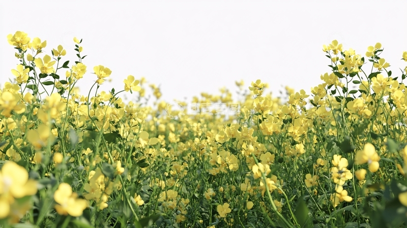 高清大图下载【趣麦麦图】广角油菜花