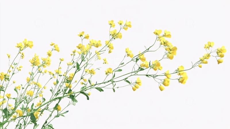 高清大图下载【趣麦麦图】简约小黄花