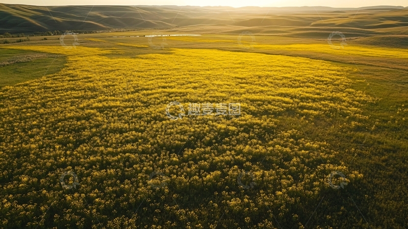 高清大图下载【趣麦麦图】世界最大小油菜种植区