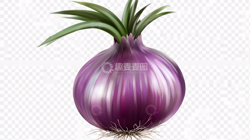 高清大图下载【趣麦麦图】洋葱素材下载5