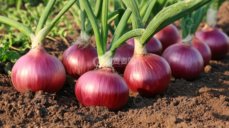 高清大图下载【趣麦麦图】洋葱种植基地1