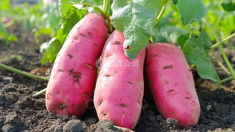 高清大图下载【趣麦麦图】无土栽培红薯