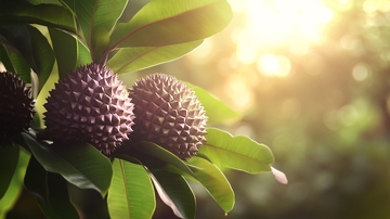 榴莲果实绿叶背景