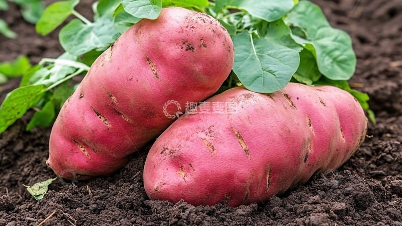 高清大图下载【趣麦麦图】红皮土豆图片