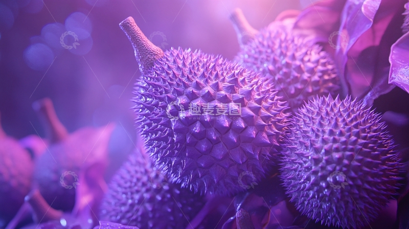 高清大图下载【趣麦麦图】榴莲广告