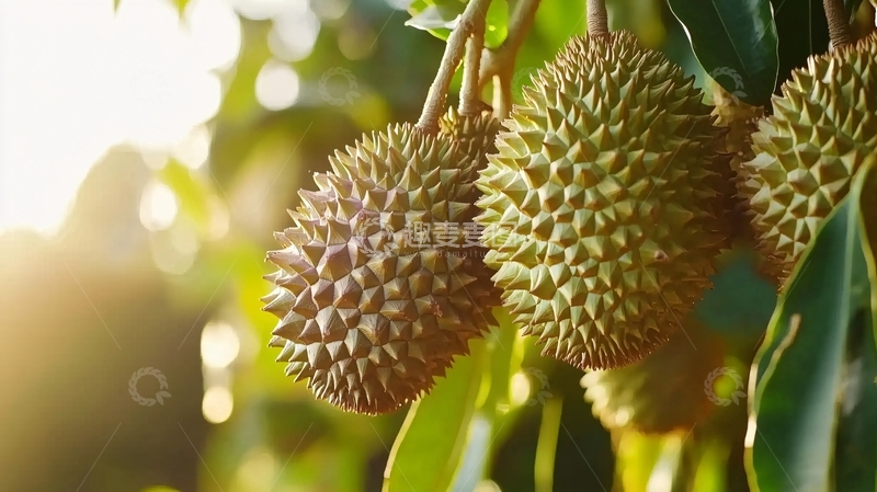 高清大图下载【趣麦麦图】榴莲产地