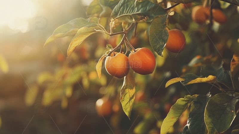 高清大图下载【趣麦麦图】柿事多多