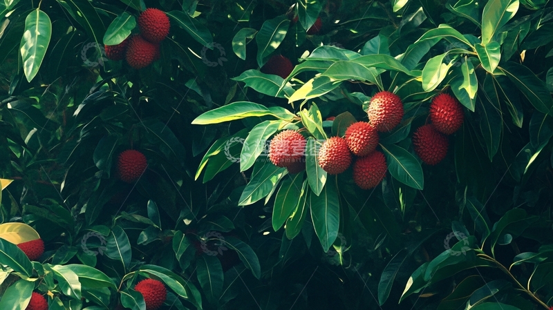 高清大图下载【趣麦麦图】荔枝壁纸