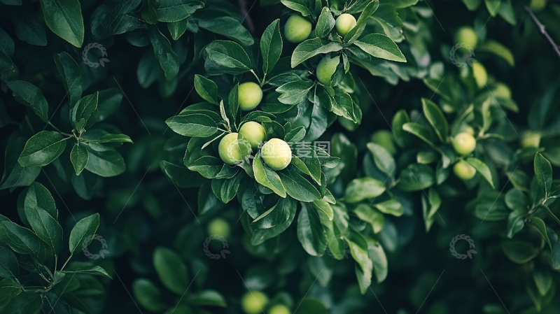高清大图下载【趣麦麦图】枣树绿叶背景