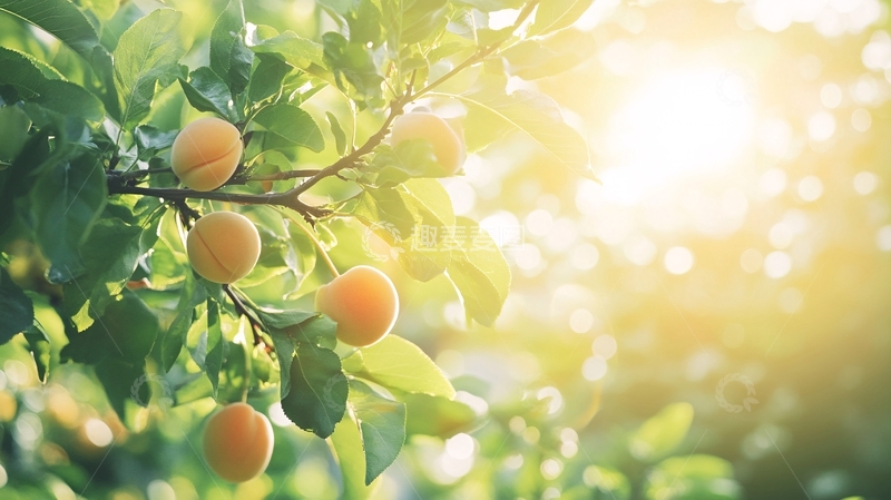 高清大图下载【趣麦麦图】新鲜水果杏树