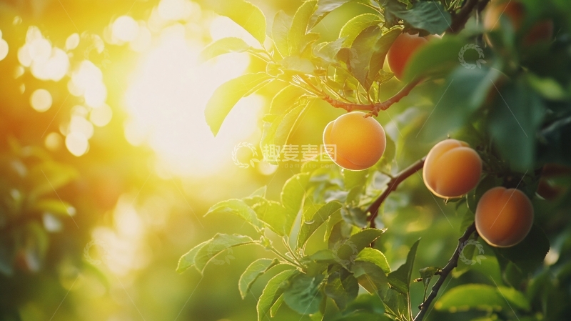 高清大图下载【趣麦麦图】阳光下的金桔6