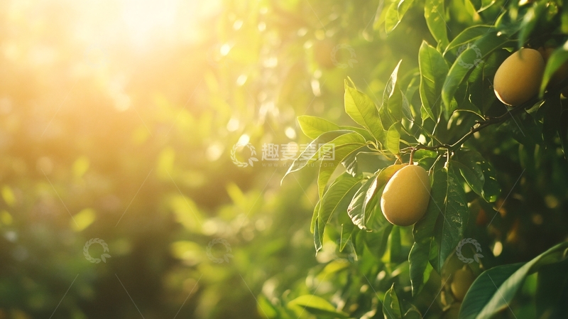 高清大图下载【趣麦麦图】阳光下的金桔10