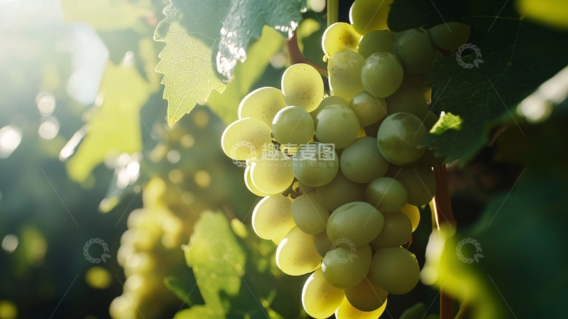 高清大图下载【趣麦麦图】阳光照耀下的葡萄3