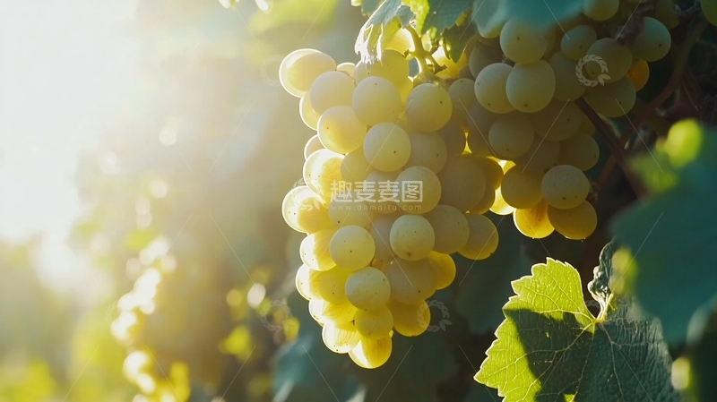 高清大图下载【趣麦麦图】阳光照耀下的葡萄1
