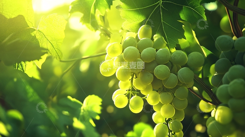 高清大图下载【趣麦麦图】阳光与葡萄5