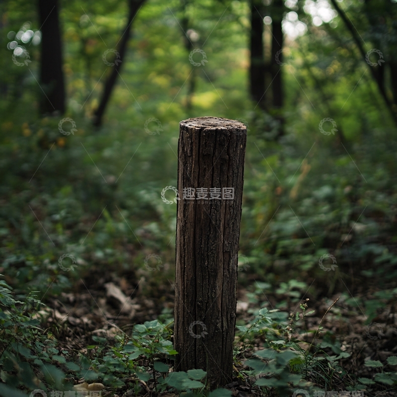 高清大图下载【趣麦麦图】树墩特写