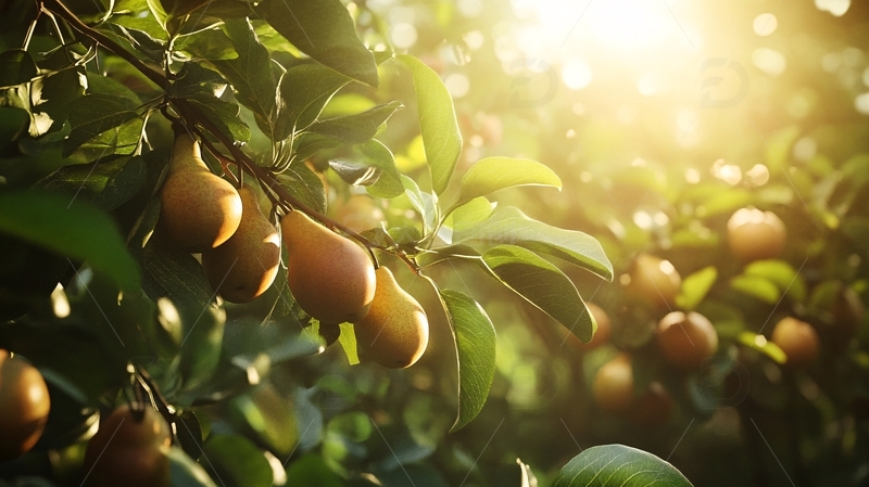 高清大图下载【趣麦麦图】阳光雪梨